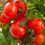 Tomato Plants 'Sweet And Neat' Six Plug Plant Pack, thumbnail 1 of 6