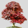 Japanese Maple Bonsai Tree Growing Kit, thumbnail 8 of 10