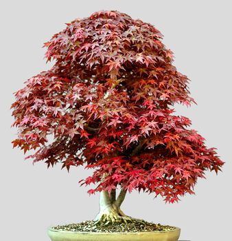 Japanese Maple Bonsai Tree Growing Kit, 8 of 10