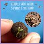 Bee Seedball Wildflower Gift Seed Ball Mix Tin, thumbnail 9 of 10