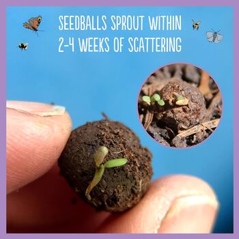 Bee Seedball Wildflower Gift Seed Ball Mix Tin, 9 of 10