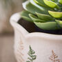 Varen Set Of Three Fern Planters, thumbnail 3 of 5