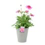 Dahlia Dalina Maxi Starburst Pink Pot3.2 L, thumbnail 4 of 5