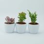 Succulent Trio In White Ceramic Pots – Indoor Plant Gift, thumbnail 2 of 2