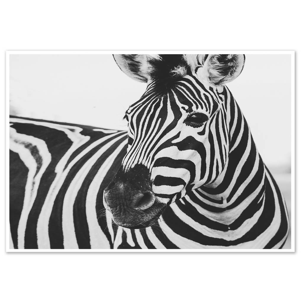 Zebra Art Print Animals Wall Art Print Gift By Abstract House
