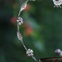 Hanging Garden Bird Dish, thumbnail 4 of 8