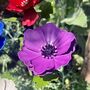 Anemone Garden Stakes Set Of Five, thumbnail 3 of 9