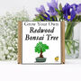Gardening Gift. Grow Your Own Redwood Bonsai Tree, thumbnail 2 of 4