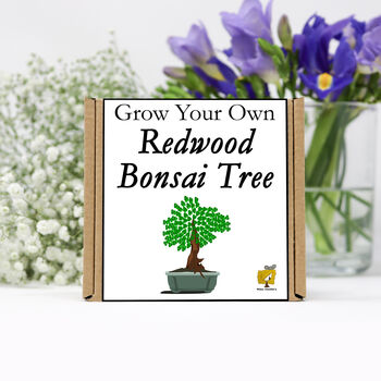 Gardening Gift. Grow Your Own Redwood Bonsai Tree, 2 of 4