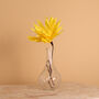 Shooting Star Paper Flower, Yellow, thumbnail 1 of 1