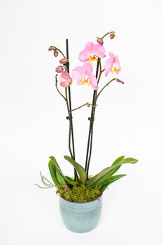 Phalaenopsis Orchid Plant With Ceramic Pot, 8 of 12