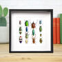 Beetle Collection Insect Bug Entomology Taxidermy Box Frame, thumbnail 1 of 3