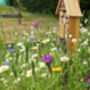 20 Personalised Wildflower Seed Wedding Favour Boxes, thumbnail 9 of 12