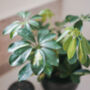 Schefflera 'Moondrop' Houseplant, thumbnail 1 of 3