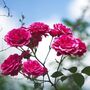 Rose Plants Climbing Rose 'Pink Perpetue', thumbnail 8 of 8
