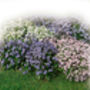 'Forget Me Not' Grow Your Own Remembrance Garden Gift, thumbnail 3 of 3