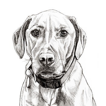 Hand Drawn Pet Portrait, 7 of 11
