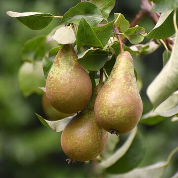 Pear 'Conference' Fruit Trees One X 10 L Pot, 2 of 5