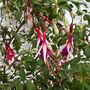 Garden Perennial Fuchsia 'Arauco' One X One Litre Pot, thumbnail 2 of 2