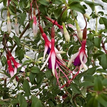 Garden Perennial Fuchsia 'Arauco' One X One Litre Pot, 2 of 2