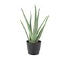 Aloe Vera Plant In 12cm Pot – Air Purifying Houseplant, thumbnail 4 of 9