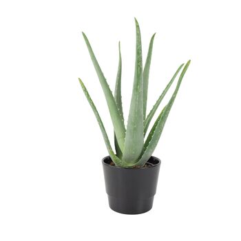 Aloe Vera Plant In 12cm Pot – Air Purifying Houseplant, 4 of 9