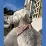 Handmade Dog Bandanas, thumbnail 6 of 11