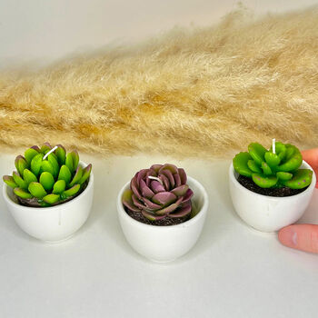 Succulent Candles In White Ceramic Pots, 6 of 10