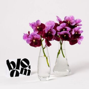 Muddled Grape Vanda Orchid Flowers, 2 of 2