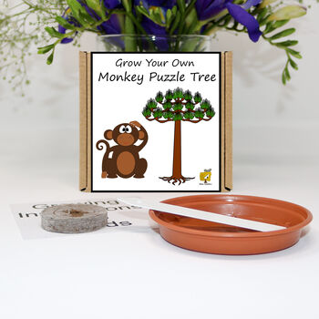 Gardening Gift. Grow Your Own Monkey Puzzle Tree, 2 of 7