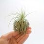 Air Plant Varieties Plant Gift For Plant Lover, thumbnail 7 of 12