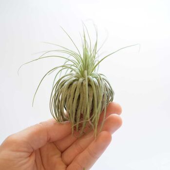Air Plant Varieties Plant Gift For Plant Lover, 7 of 12