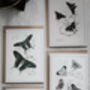 Set Of Four Butterfly Cards – Vintage Illustration Mix, thumbnail 11 of 12