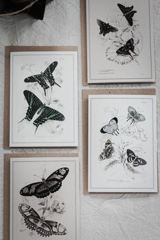 Set Of Four Butterfly Cards – Vintage Illustration Mix, 11 of 12