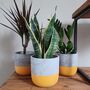 Hand Painted Large Indoor Concrete Plant Pot, thumbnail 3 of 8