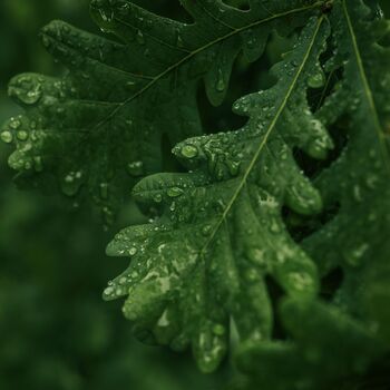 English Oak Trees, Full Plants In 10 Litre Pots, 4 of 4