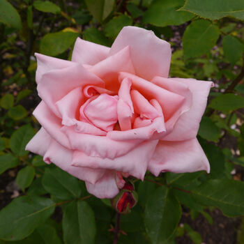 Hybrid Tea Rose 'Blessings' Bare Rooted Plant, 3 of 4