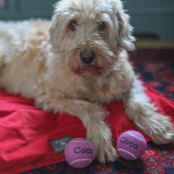 Personalised Dog Tennis Balls, 8 of 12