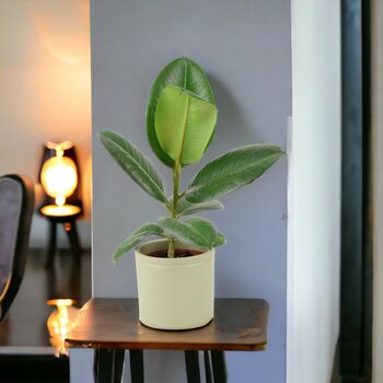 Ficus Rubber Plant 12cm Pot In Peat Free Compost, 2 of 5