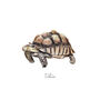 Personalised Tortoise Watercolour Fine Art Print, thumbnail 2 of 3