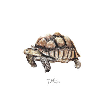 Personalised Tortoise Watercolour Fine Art Print, 2 of 3