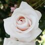 Remember Rose – Fragrant Hybrid Tea Rose In5.5 L Pot, thumbnail 1 of 5