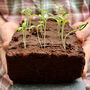 Pub Garden Trio Seed Starter Box, thumbnail 3 of 3