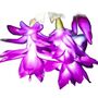 Christmas Cactus 'Purple Dancer' One X 13cm Pot, thumbnail 1 of 11