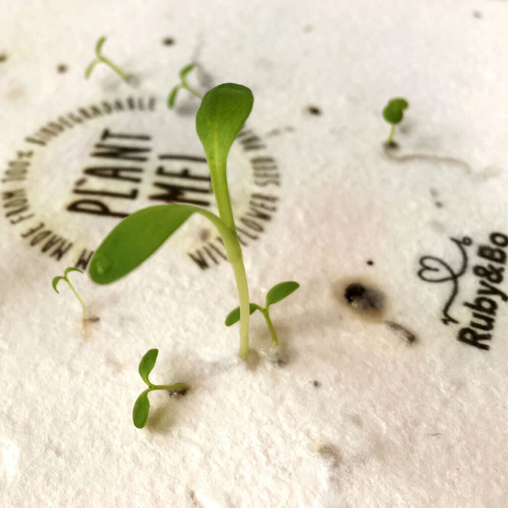 Wildflowers Plantable Seed Card Ii By Ruby & Bo