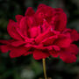 Hybrid Tea Rose 'Ruby Wedding' Bare Rooted Plant, thumbnail 2 of 2