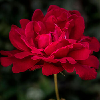 Hybrid Tea Rose 'Ruby Wedding' Bare Rooted Plant, 2 of 2