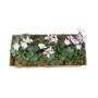 Cyclamen Metal Trough Planter – Purple And White Blooms, thumbnail 6 of 6