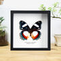 Madagascar Diadem Handcrafted Frame, thumbnail 1 of 3