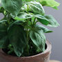 Faux Potted Basil Herb Plant, thumbnail 2 of 3